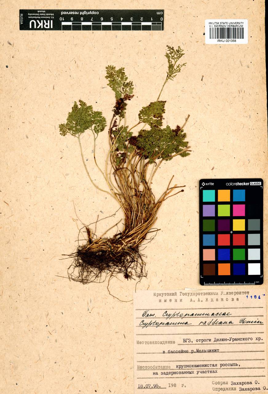 Криптограмма Радде (Fomin) Fraser-Jenk., Сибирь, Прибайкалье и Забайкалье (S4) (Россия)