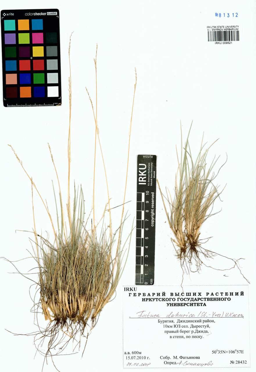 Овсяница даурская (St.-Yves) V.I.Krecz. & Bobrov, Сибирь, Прибайкалье и Забайкалье (S4) (Россия)