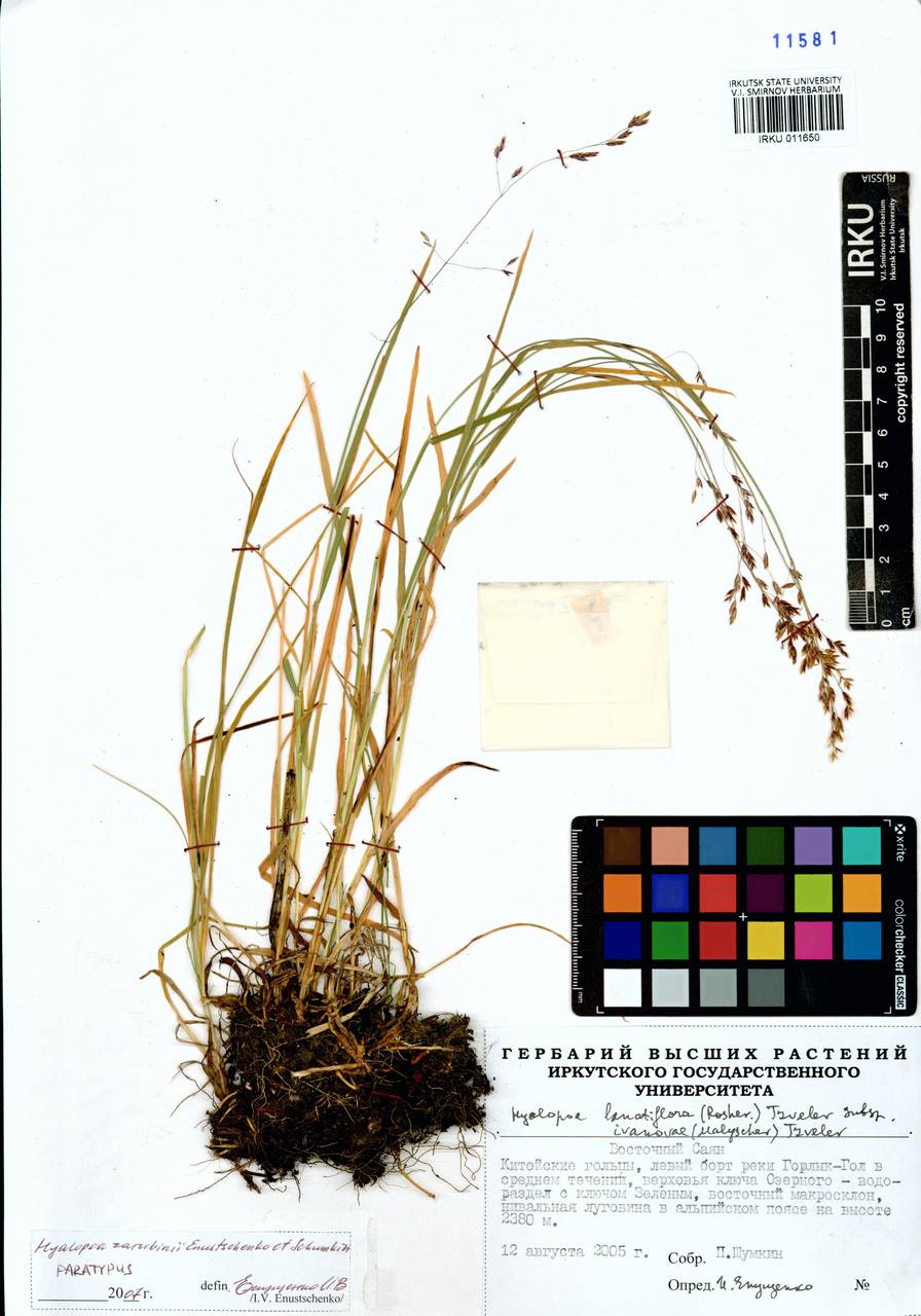 Пленчатомятлик шерстистоцветковый (Roshev.) Tzvelev, Сибирь, Прибайкалье и Забайкалье (S4) (Россия)
