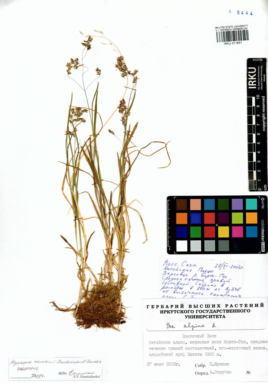 Пленчатомятлик шерстистоцветковый (Roshev.) Tzvelev, Сибирь, Прибайкалье и Забайкалье (S4) (Россия)