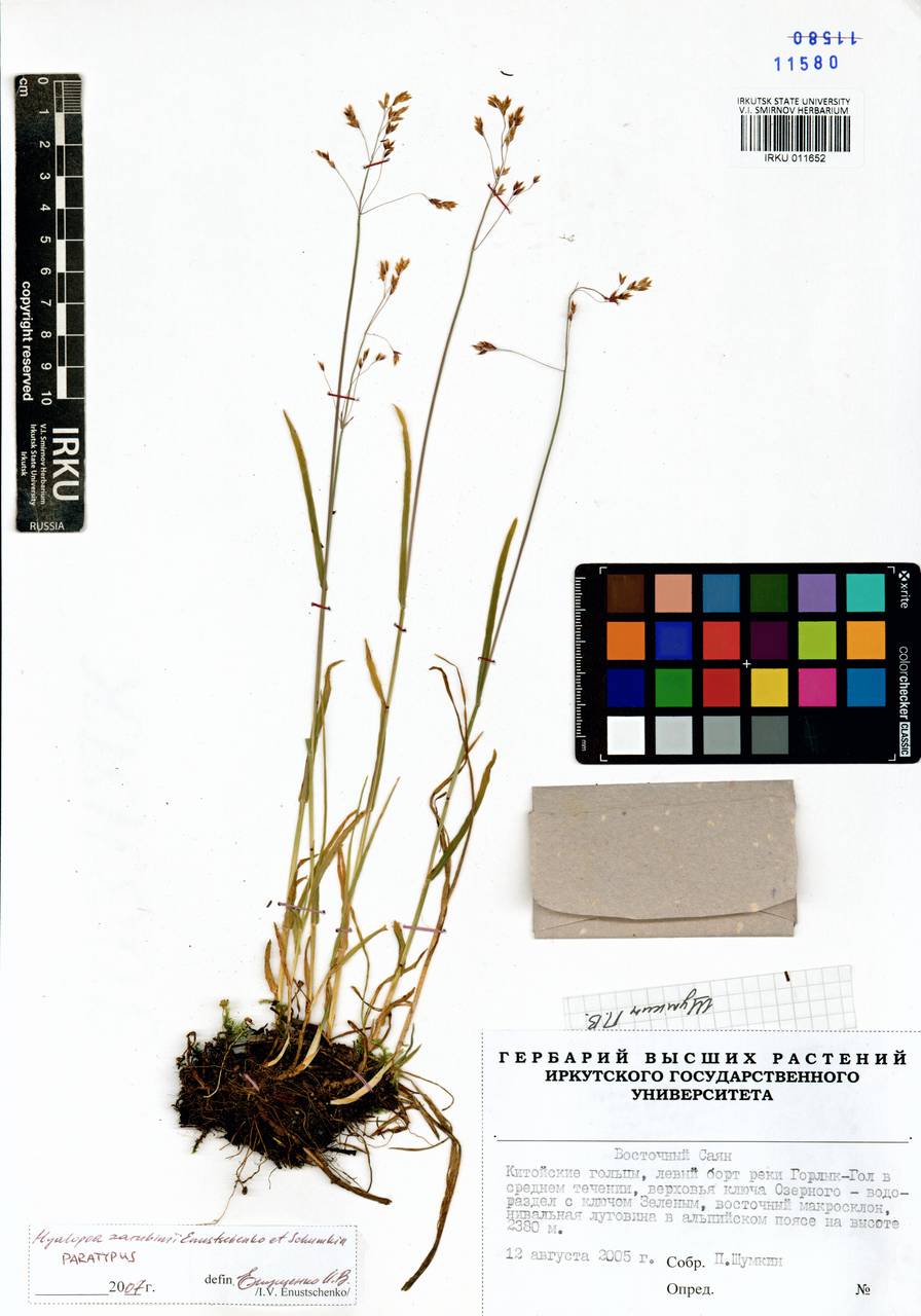 Пленчатомятлик шерстистоцветковый (Roshev.) Tzvelev, Сибирь, Прибайкалье и Забайкалье (S4) (Россия)