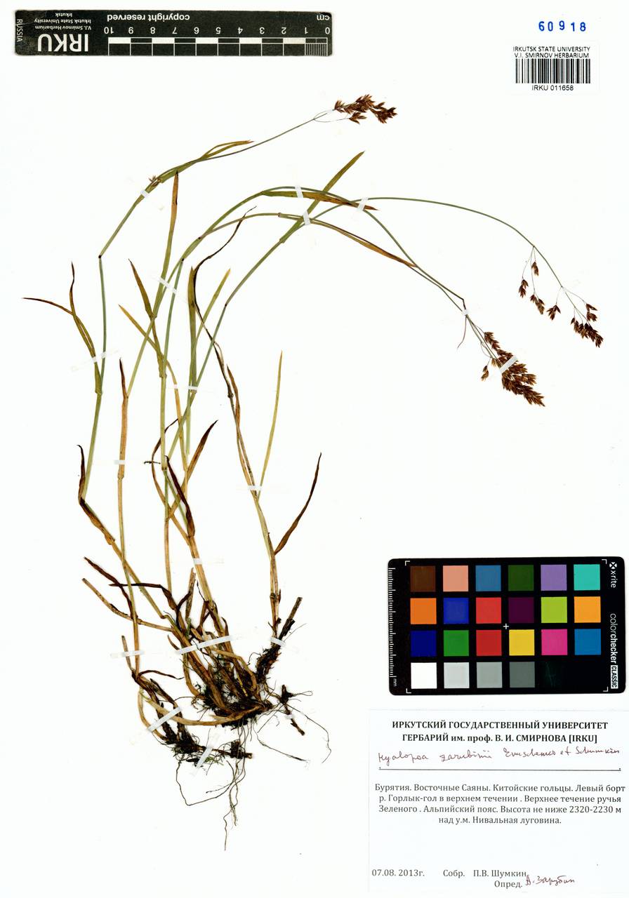 Пленчатомятлик шерстистоцветковый (Roshev.) Tzvelev, Сибирь, Прибайкалье и Забайкалье (S4) (Россия)