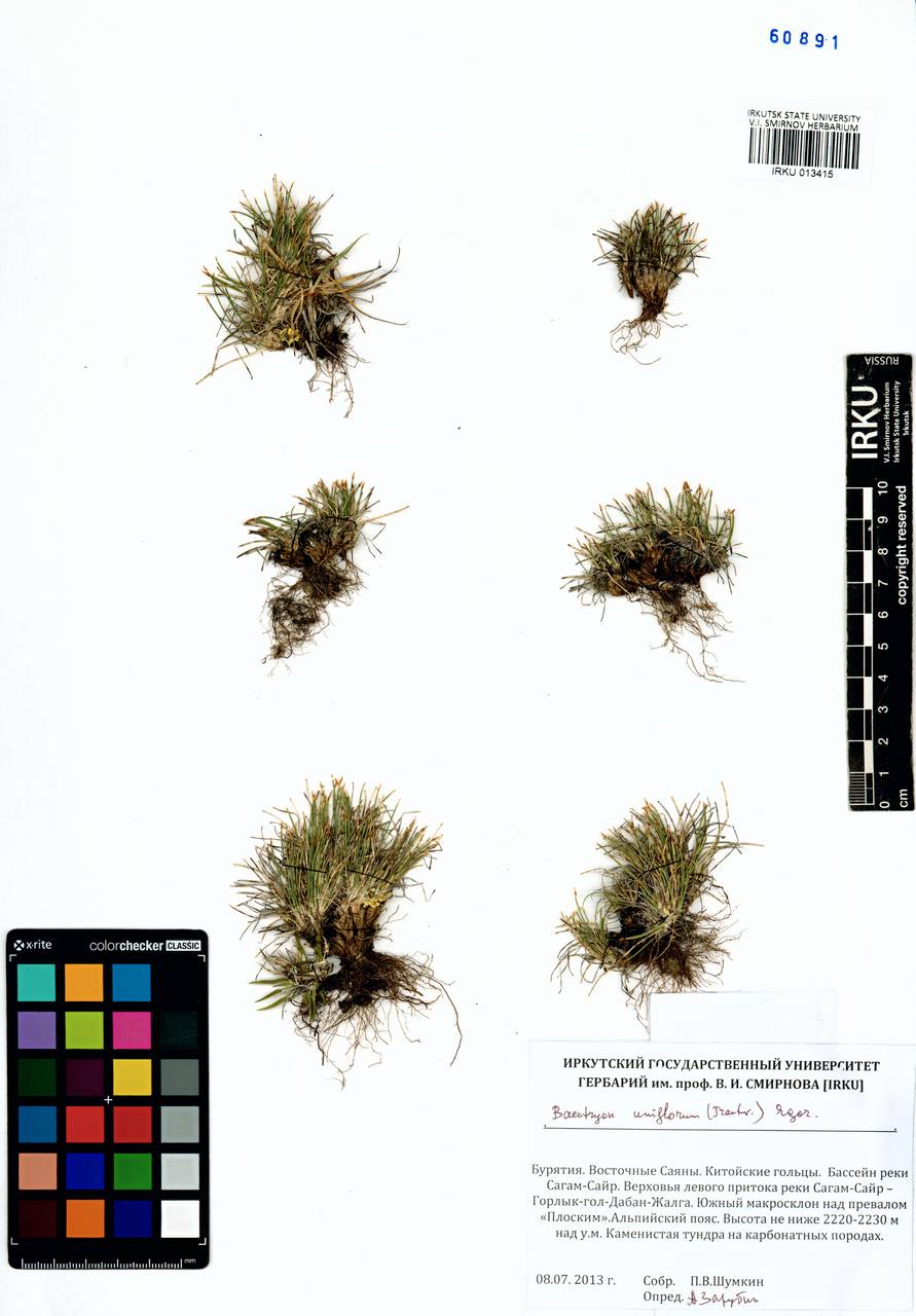 Пухонос одноцветковый (Trautv.) Malyschev & Lukitsch., Сибирь, Прибайкалье и Забайкалье (S4) (Россия)