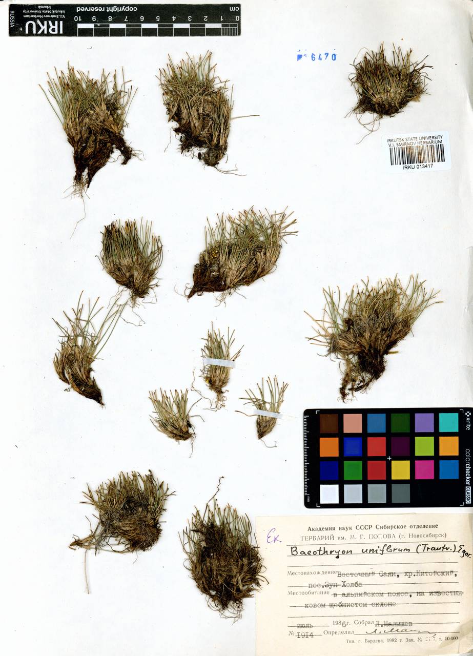 Пухонос одноцветковый (Trautv.) Malyschev & Lukitsch., Сибирь, Прибайкалье и Забайкалье (S4) (Россия)
