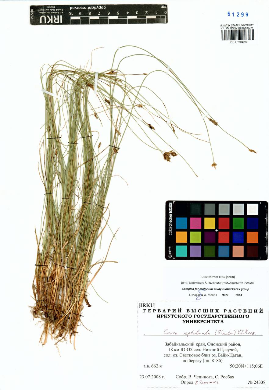 Осока ползучая (Trautv.) V.I.Krecz., Сибирь, Прибайкалье и Забайкалье (S4) (Россия)