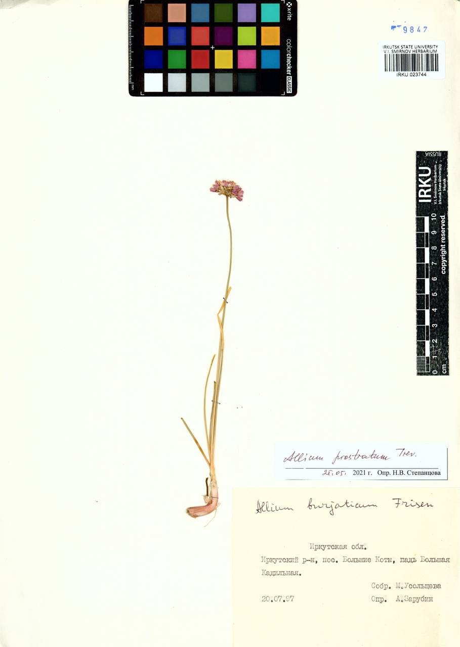 Лук стелющийся Trevir., Сибирь, Прибайкалье и Забайкалье (S4) (Россия)