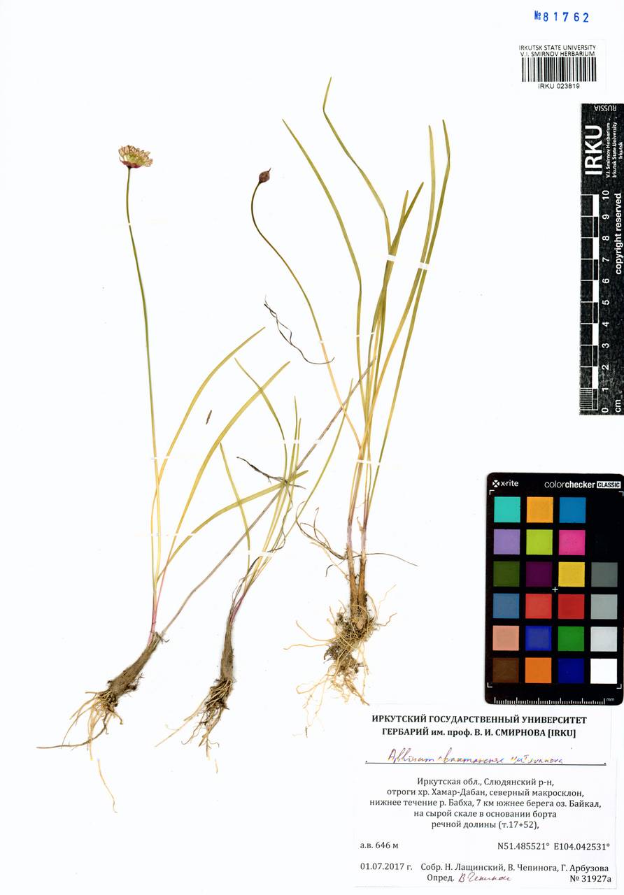 Лук хамардабанский M.M.Ivanova, Сибирь, Прибайкалье и Забайкалье (S4) (Россия)