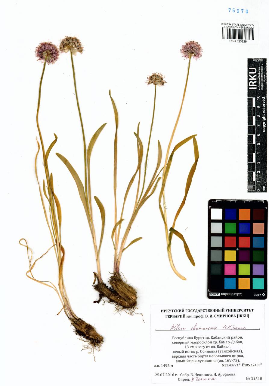 Лук хамардабанский M.M.Ivanova, Сибирь, Прибайкалье и Забайкалье (S4) (Россия)