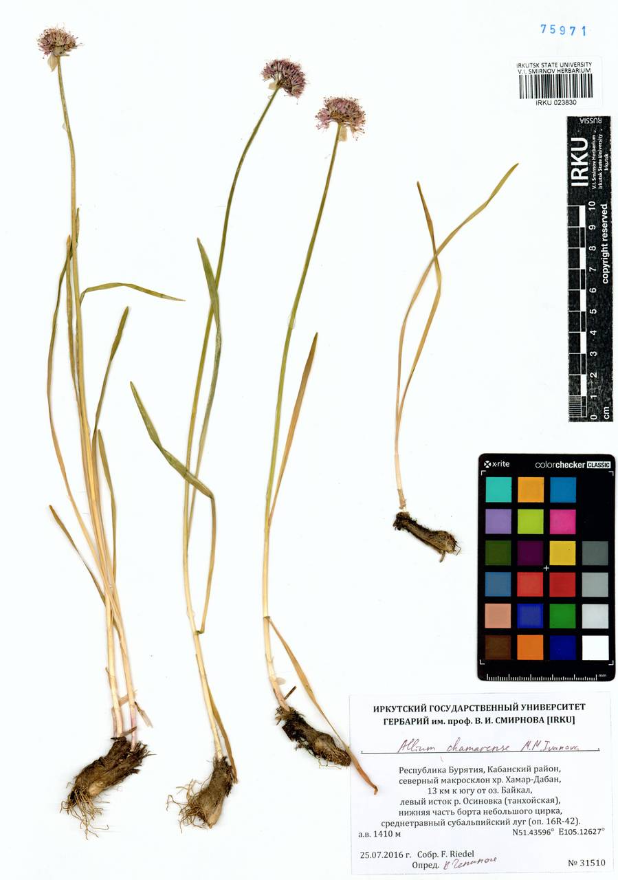 Лук хамардабанский M.M.Ivanova, Сибирь, Прибайкалье и Забайкалье (S4) (Россия)