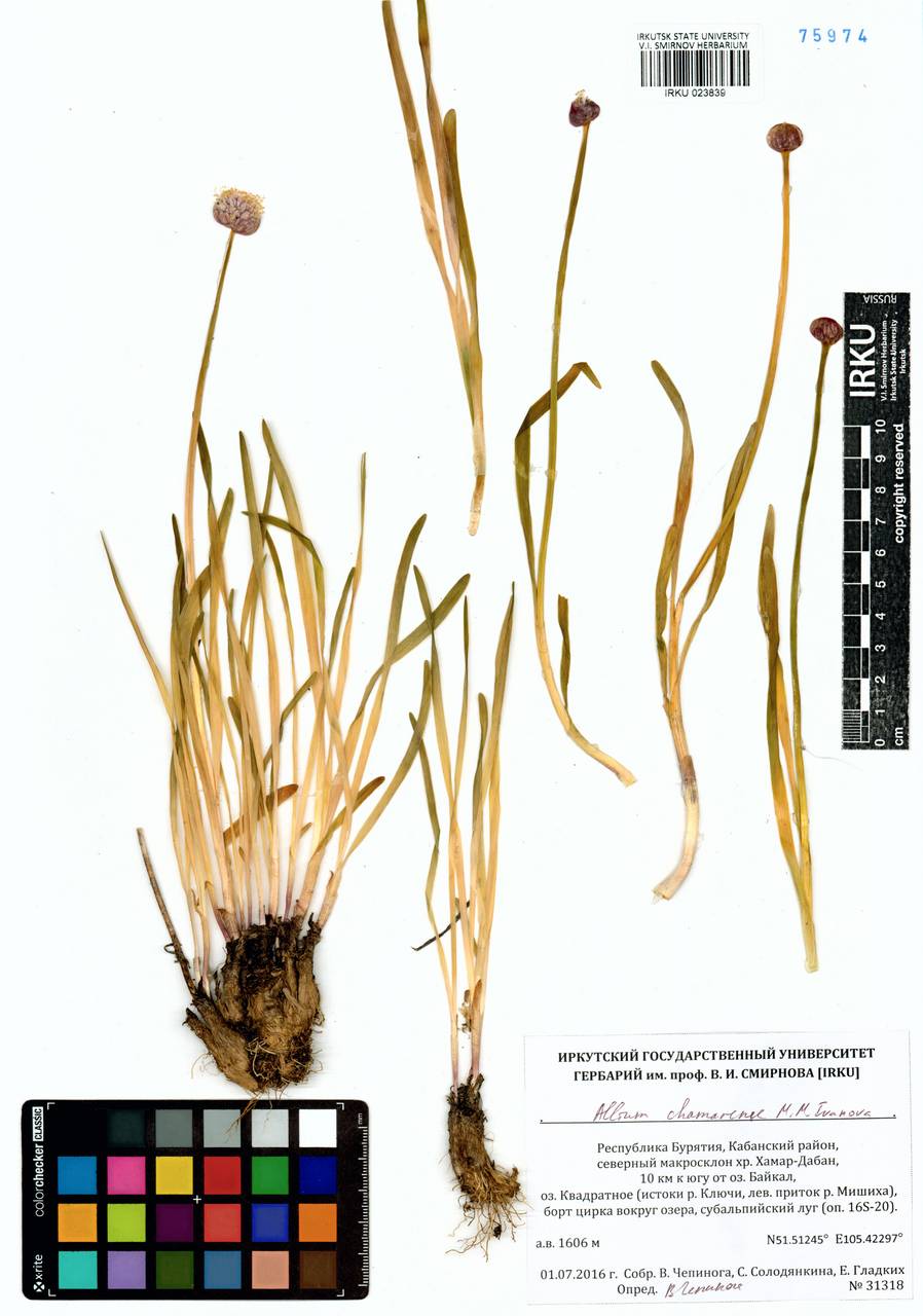 Лук хамардабанский M.M.Ivanova, Сибирь, Прибайкалье и Забайкалье (S4) (Россия)