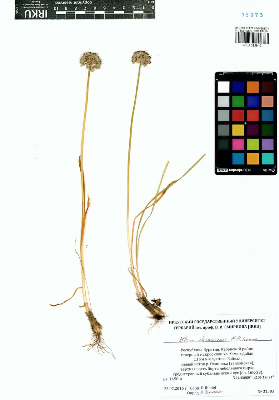Лук хамардабанский M.M.Ivanova, Сибирь, Прибайкалье и Забайкалье (S4) (Россия)