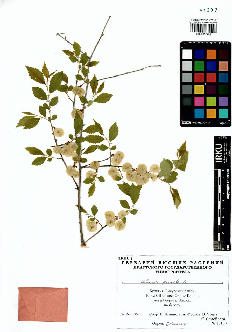 Вяз приземистый, Вяз мелколистный L., Сибирь, Прибайкалье и Забайкалье (S4) (Россия)