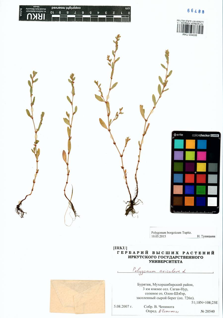 Спорыш боргойский Tupitz., Сибирь, Прибайкалье и Забайкалье (S4) (Россия)
