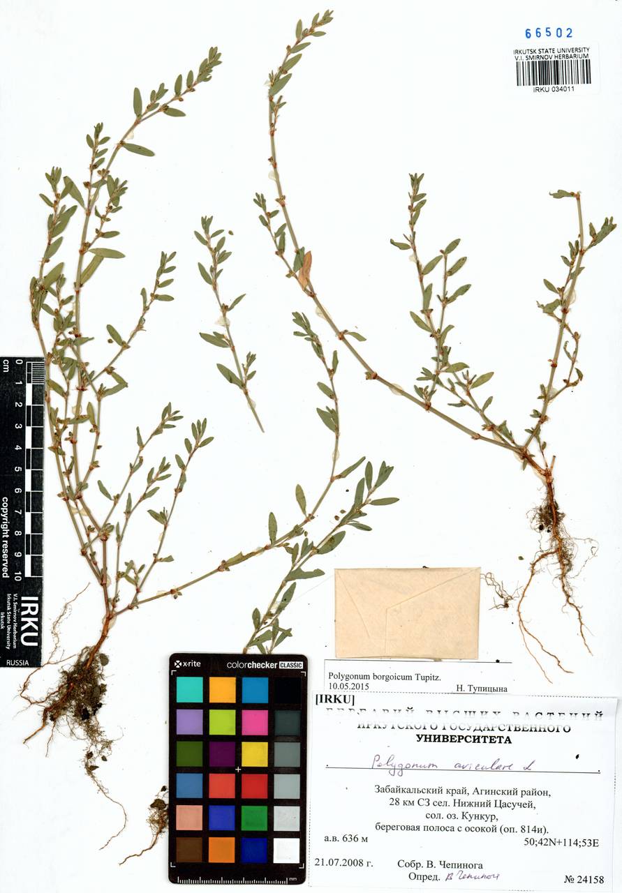 Спорыш боргойский Tupitz., Сибирь, Прибайкалье и Забайкалье (S4) (Россия)