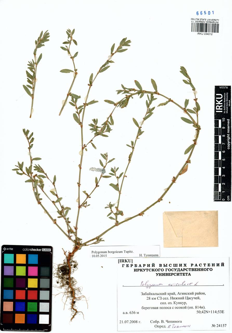 Спорыш боргойский Tupitz., Сибирь, Прибайкалье и Забайкалье (S4) (Россия)