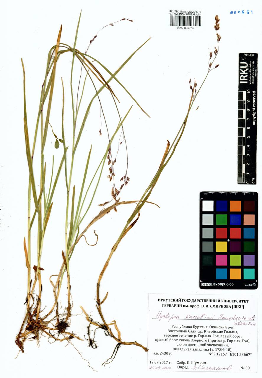 Пленчатомятлик шерстистоцветковый (Roshev.) Tzvelev, Сибирь, Прибайкалье и Забайкалье (S4) (Россия)