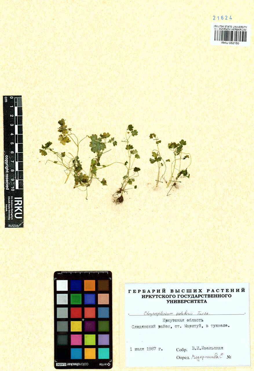 Селезеночник Седакова Turcz., Сибирь, Прибайкалье и Забайкалье (S4) (Россия)