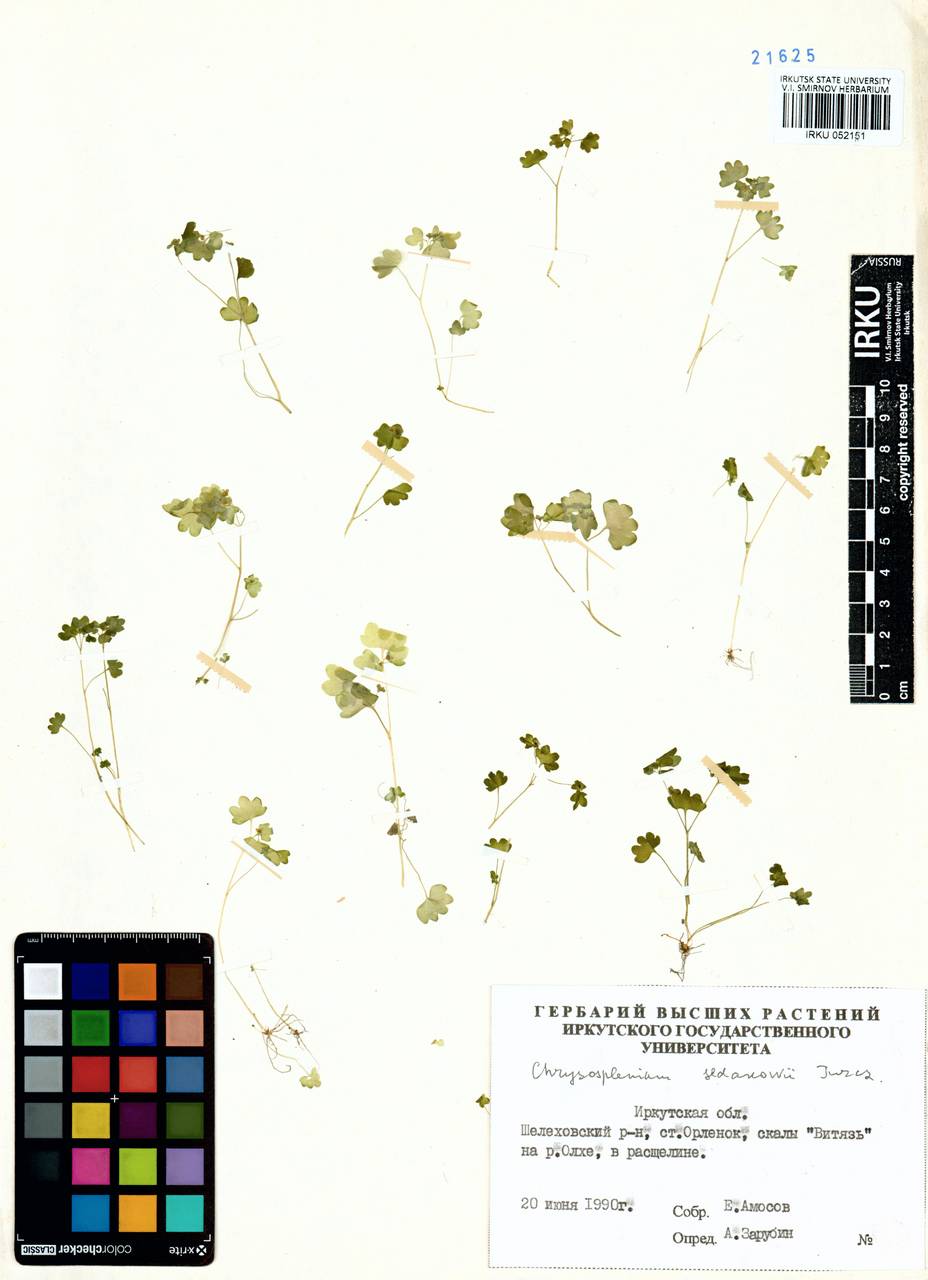 Селезеночник Седакова Turcz., Сибирь, Прибайкалье и Забайкалье (S4) (Россия)
