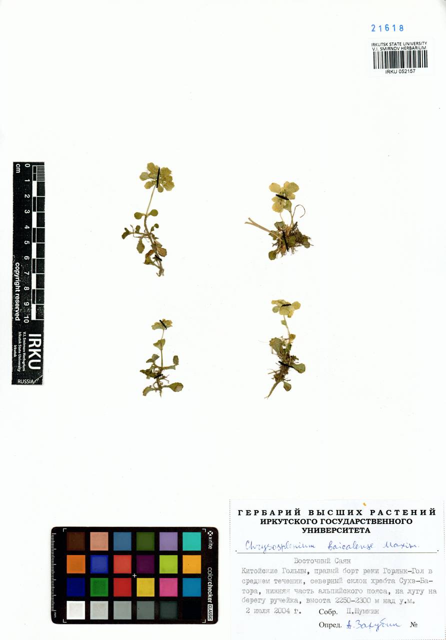 Селезеночник байкальский Maxim., Сибирь, Прибайкалье и Забайкалье (S4) (Россия)