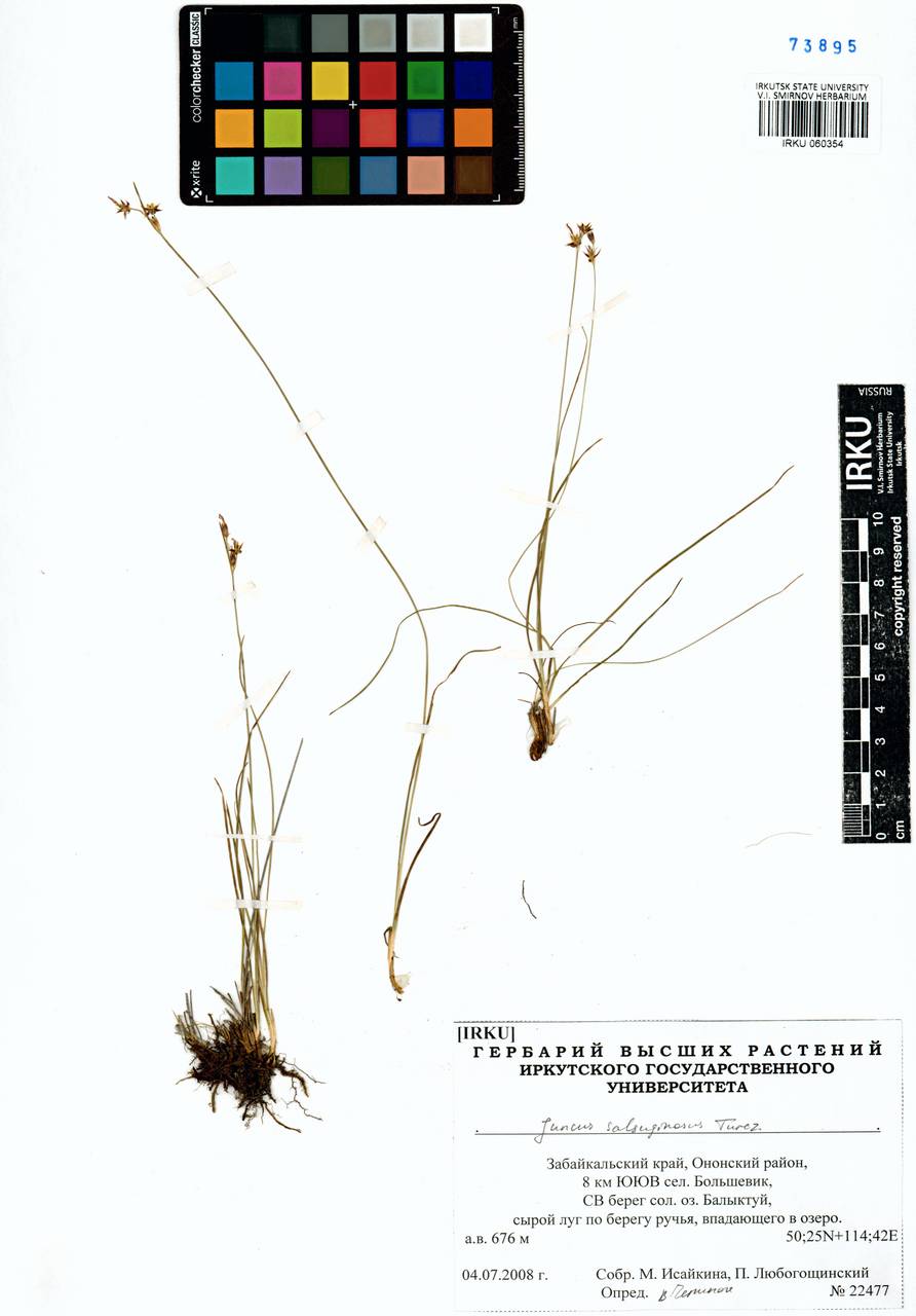 Ситник солончаковый Turcz. ex E.Mey., Сибирь, Прибайкалье и Забайкалье (S4) (Россия)