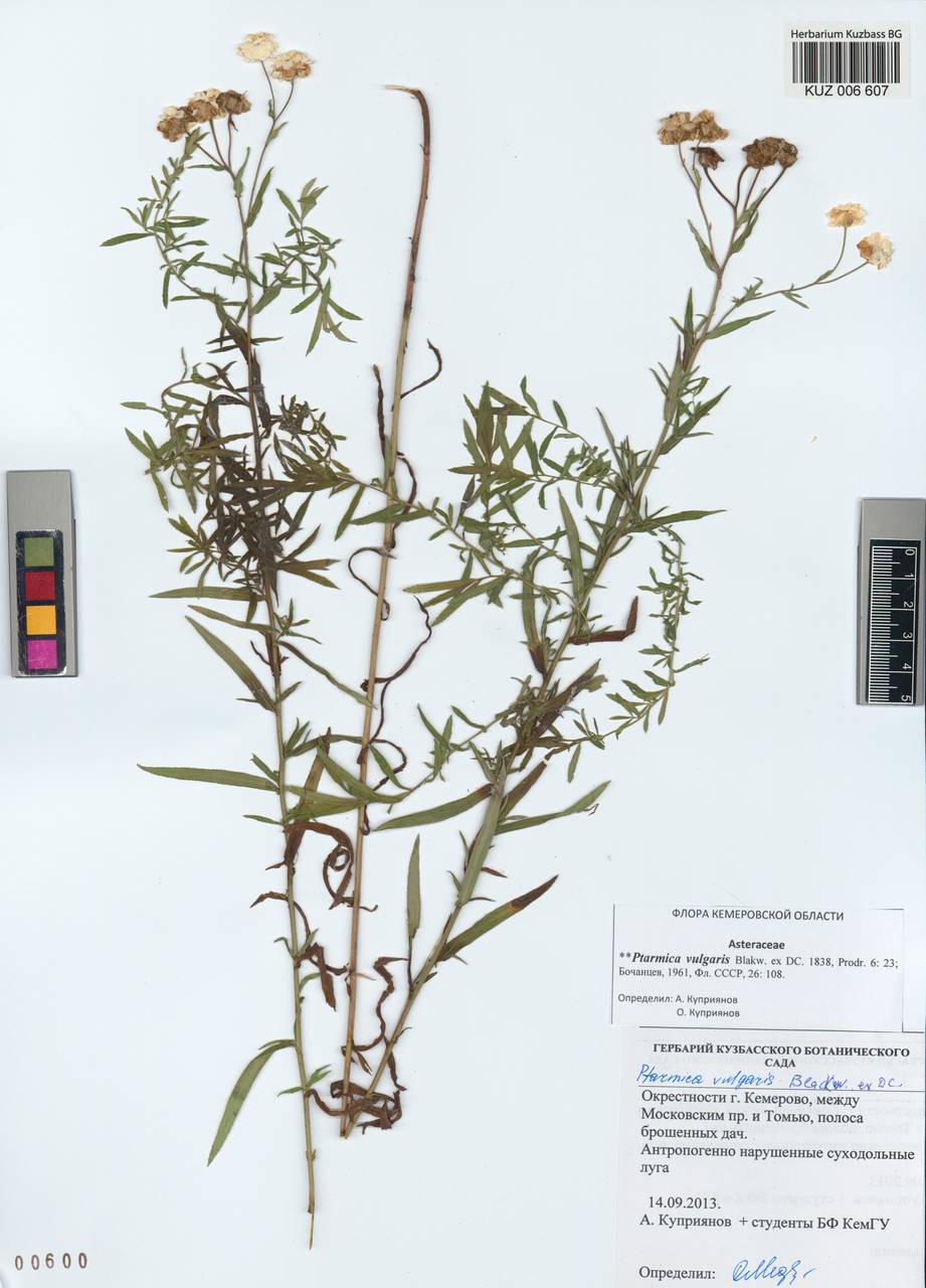 Achillea ptarmica subsp. ptarmica, Сибирь, Алтай и Саяны (S2) (Россия)