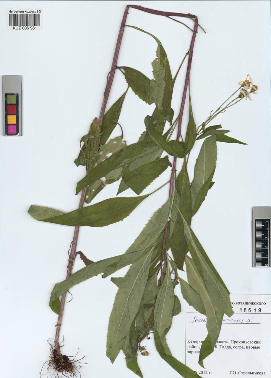 Senecio nemorensis subsp. nemorensis, Сибирь, Алтай и Саяны (S2) (Россия)
