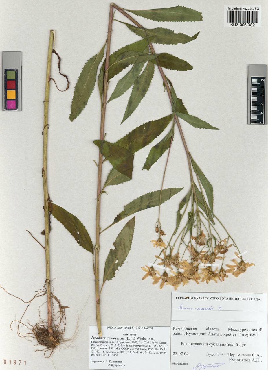 Senecio nemorensis subsp. nemorensis, Сибирь, Алтай и Саяны (S2) (Россия)