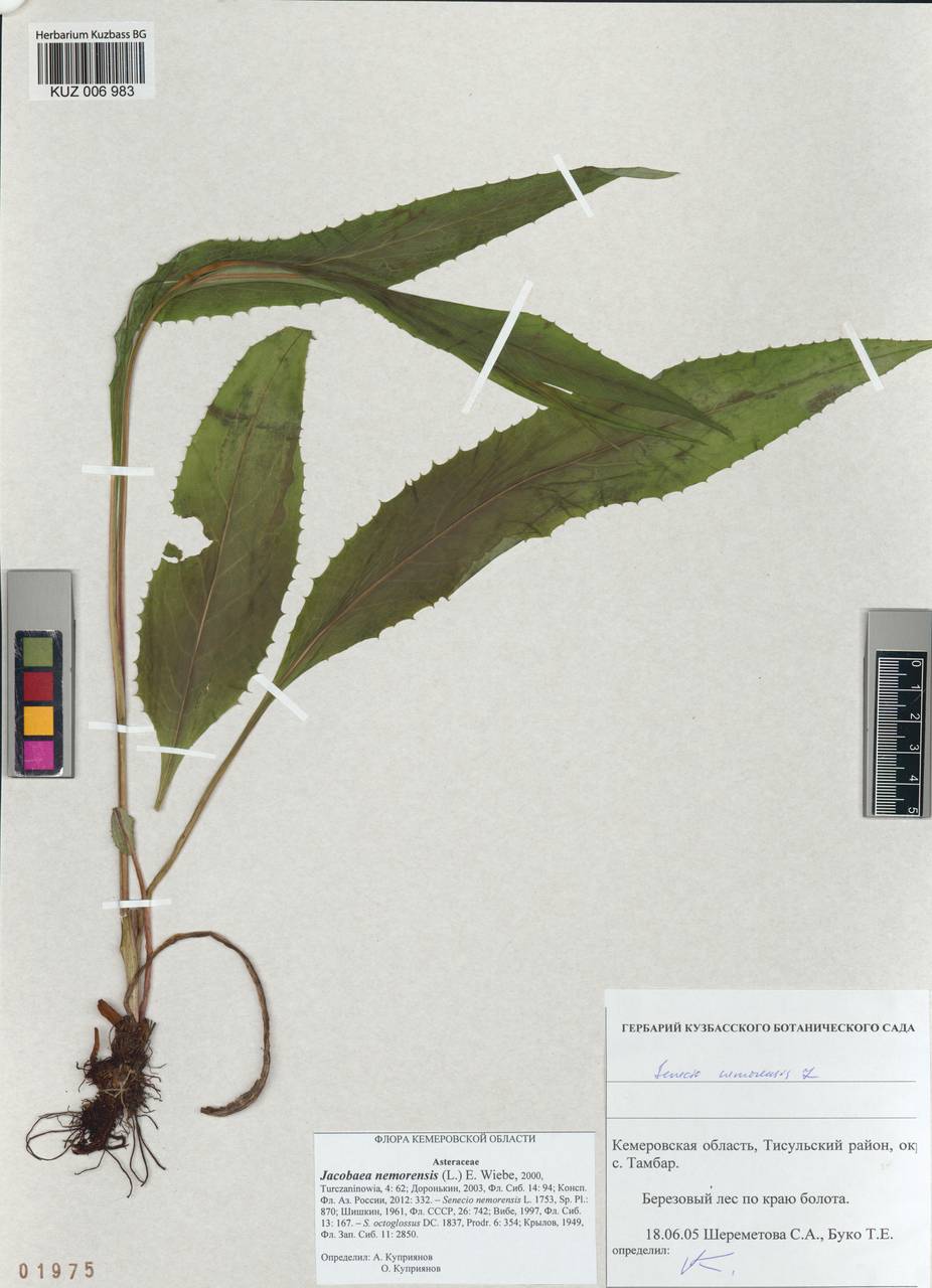 Senecio nemorensis subsp. nemorensis, Сибирь, Алтай и Саяны (S2) (Россия)