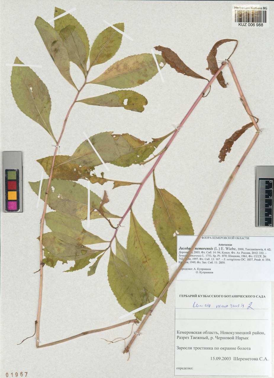 Senecio nemorensis subsp. nemorensis, Сибирь, Алтай и Саяны (S2) (Россия)