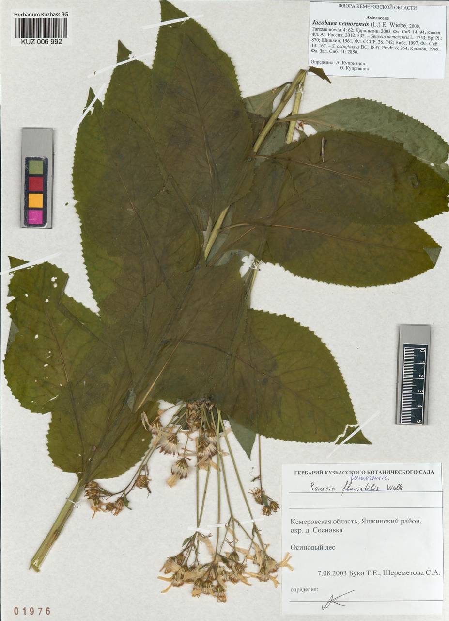 Senecio nemorensis subsp. nemorensis, Сибирь, Алтай и Саяны (S2) (Россия)