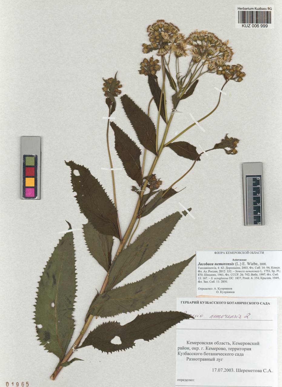 Senecio nemorensis subsp. nemorensis, Сибирь, Алтай и Саяны (S2) (Россия)