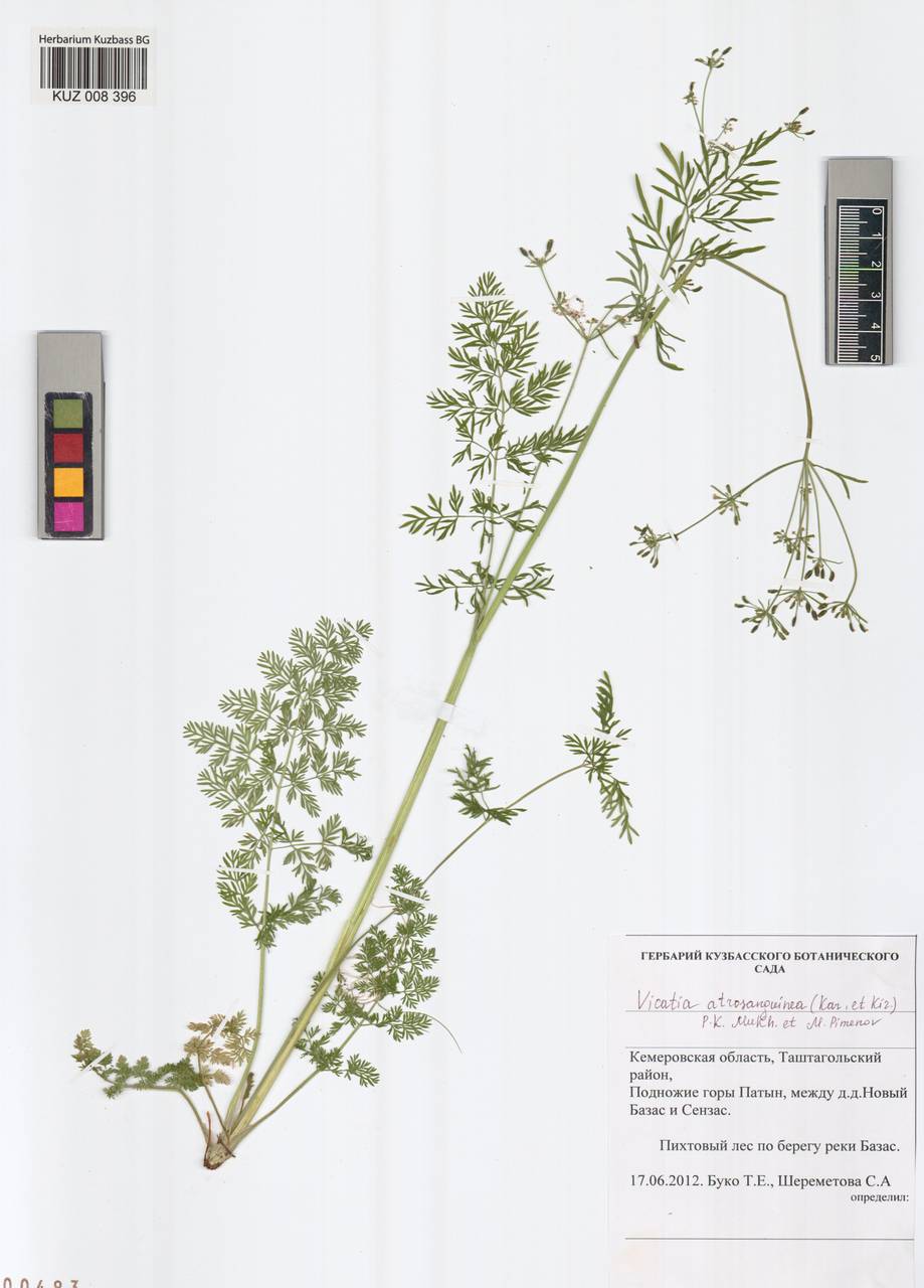 Викация темно-красная (Kar. & Kir.) P. K. Mukh. & Pimenov, Сибирь, Алтай и Саяны (S2) (Россия)