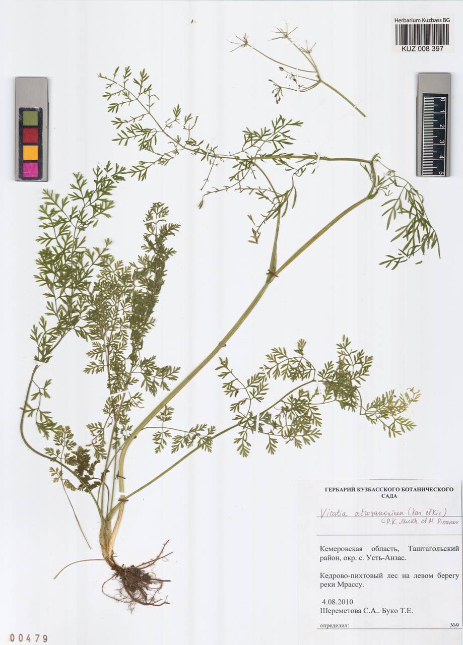 Викация темно-красная (Kar. & Kir.) P. K. Mukh. & Pimenov, Сибирь, Алтай и Саяны (S2) (Россия)