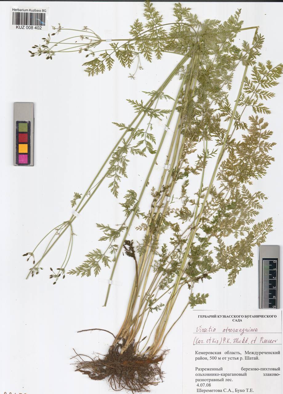 Викация темно-красная (Kar. & Kir.) P. K. Mukh. & Pimenov, Сибирь, Алтай и Саяны (S2) (Россия)