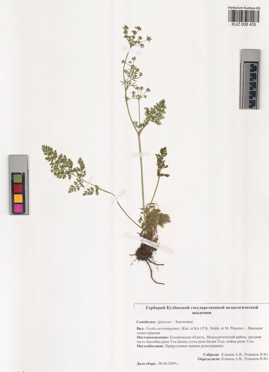 Викация темно-красная (Kar. & Kir.) P. K. Mukh. & Pimenov, Сибирь, Алтай и Саяны (S2) (Россия)