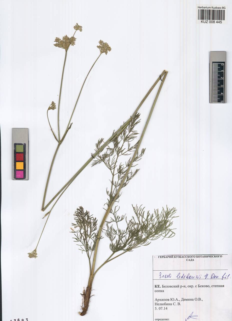 Конский фенхель Ледебура (G. Don), Сибирь, Алтай и Саяны (S2) (Россия)