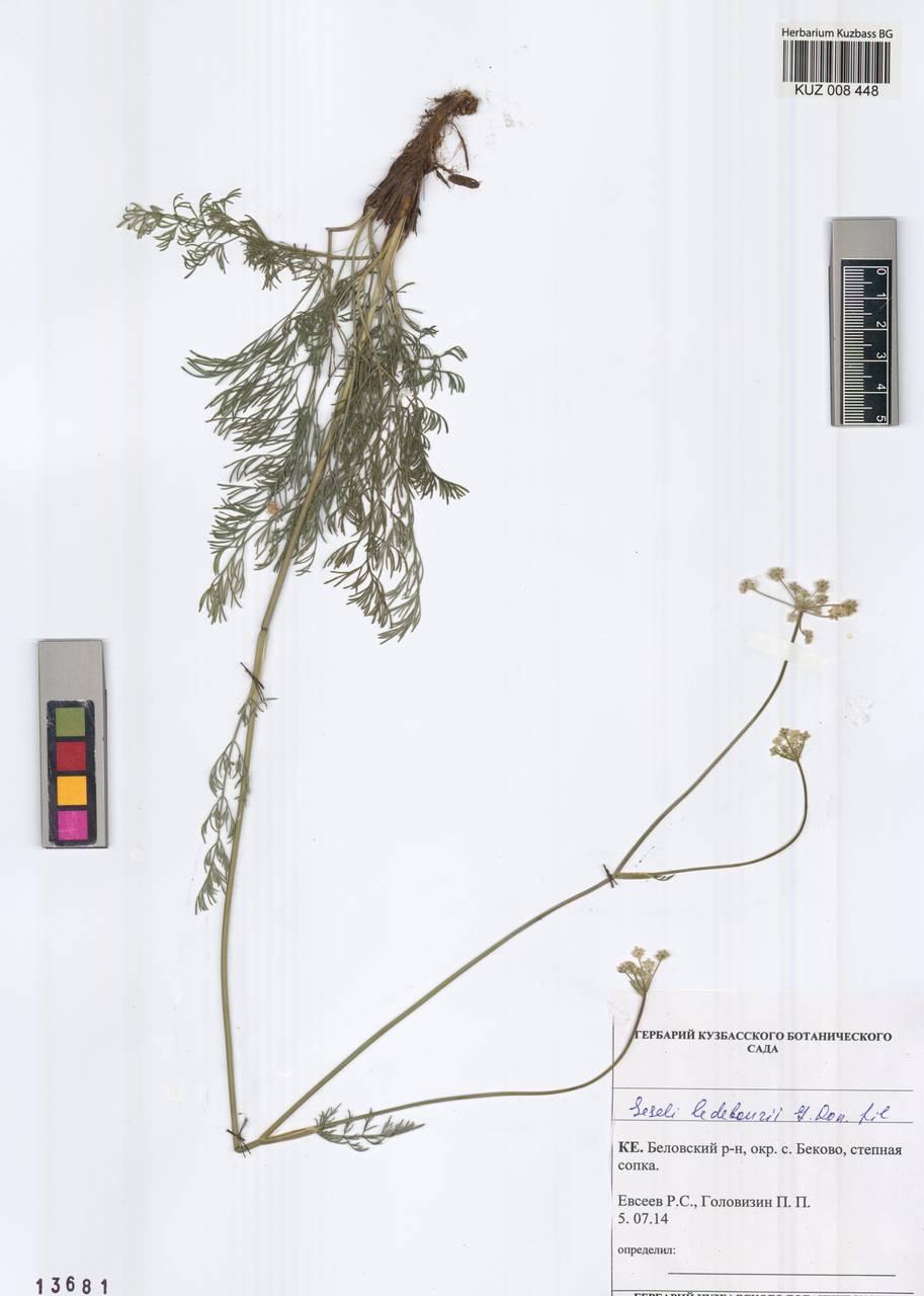 Конский фенхель Ледебура (G. Don), Сибирь, Алтай и Саяны (S2) (Россия)