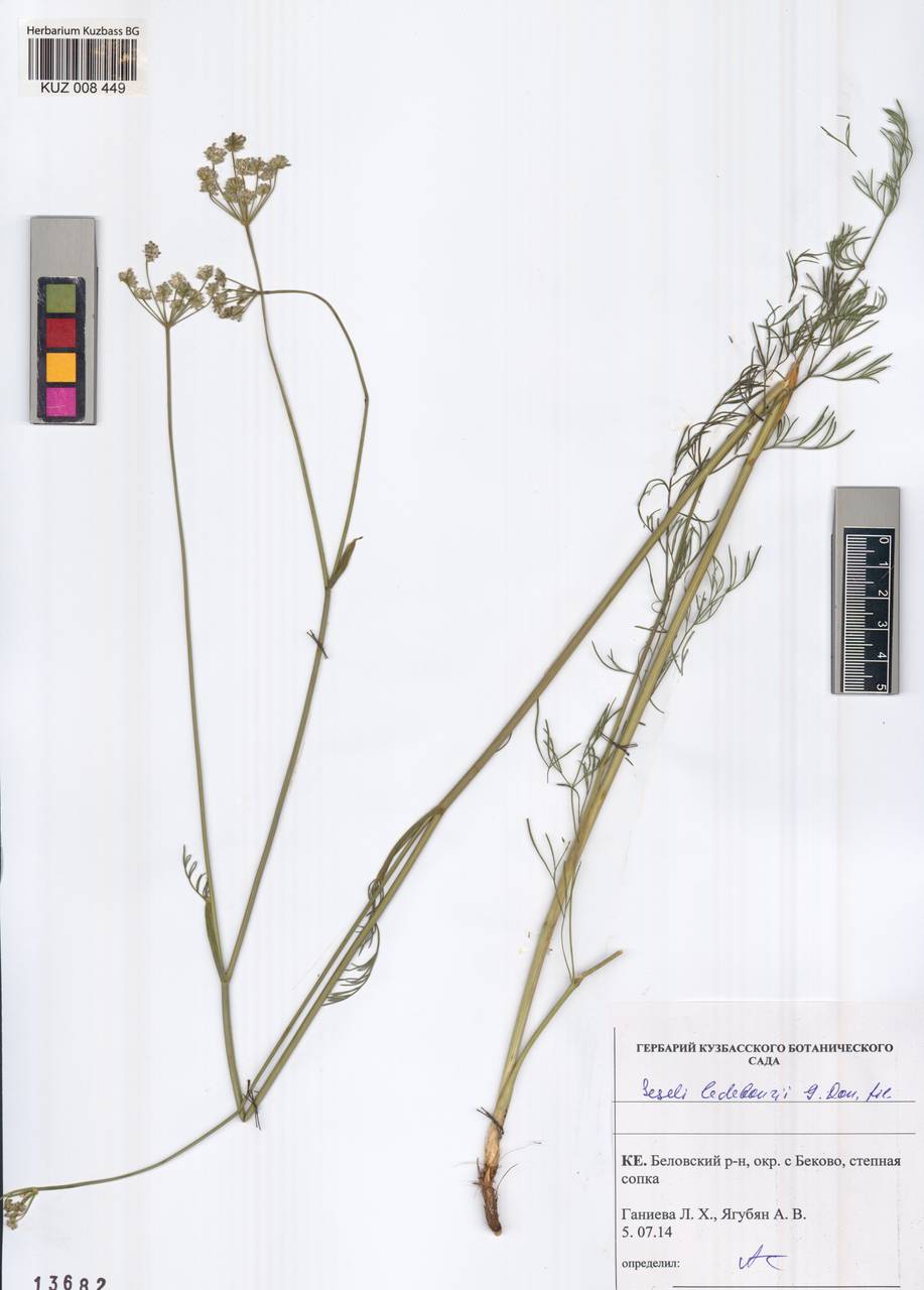 Конский фенхель Ледебура (G. Don), Сибирь, Алтай и Саяны (S2) (Россия)