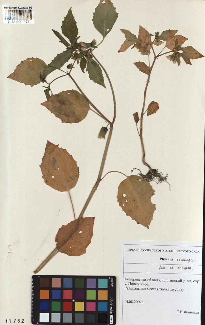 Physalis philadelphica subsp. ixocarpa (Brot. ex Hornem.) Sobr.-Vesp. & Sanz-Elorza, Сибирь, Алтай и Саяны (S2) (Россия)