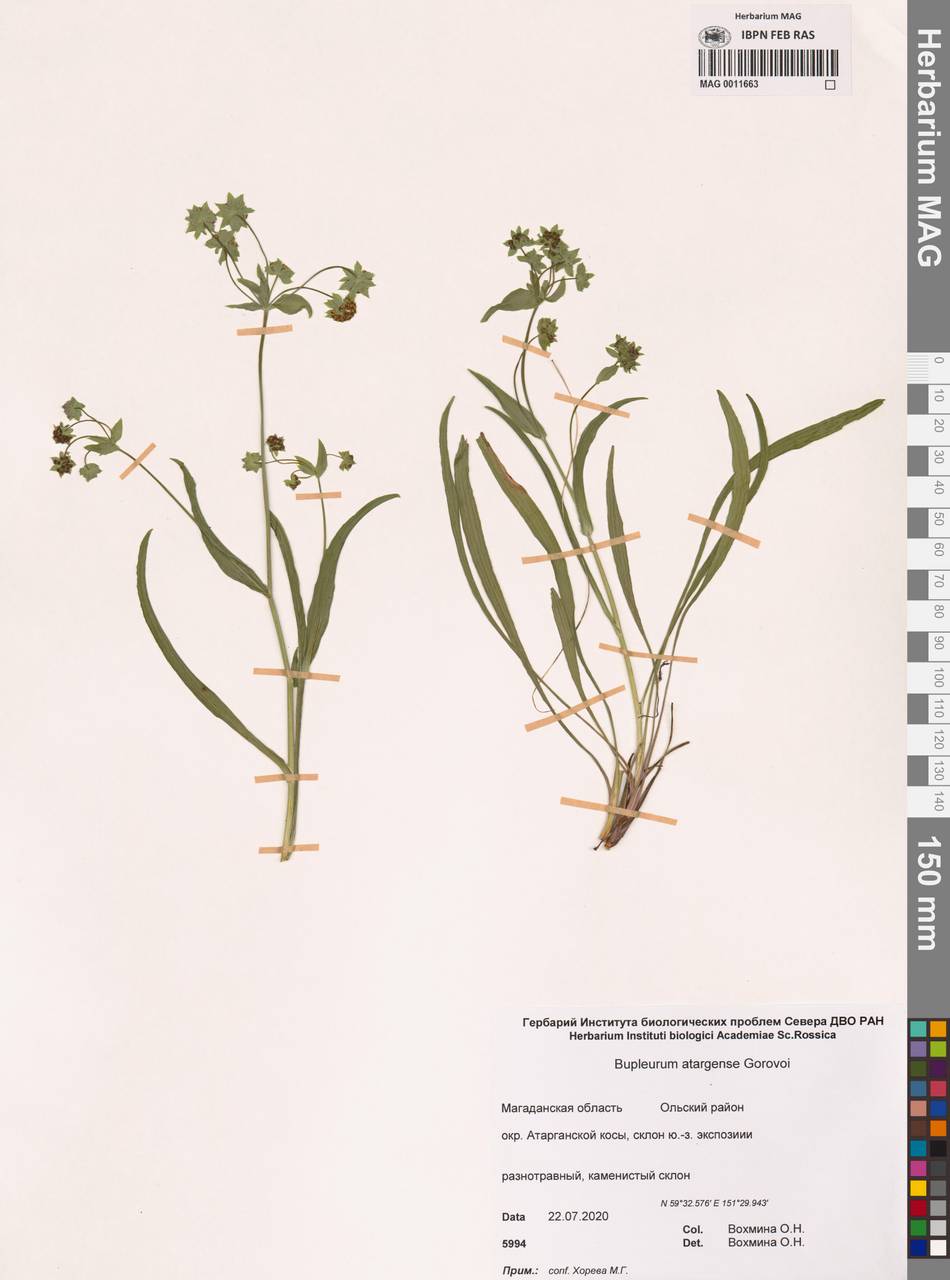 Володушка атарганская Gorovoj, Сибирь, Чукотка и Камчатка (S7) (Россия)