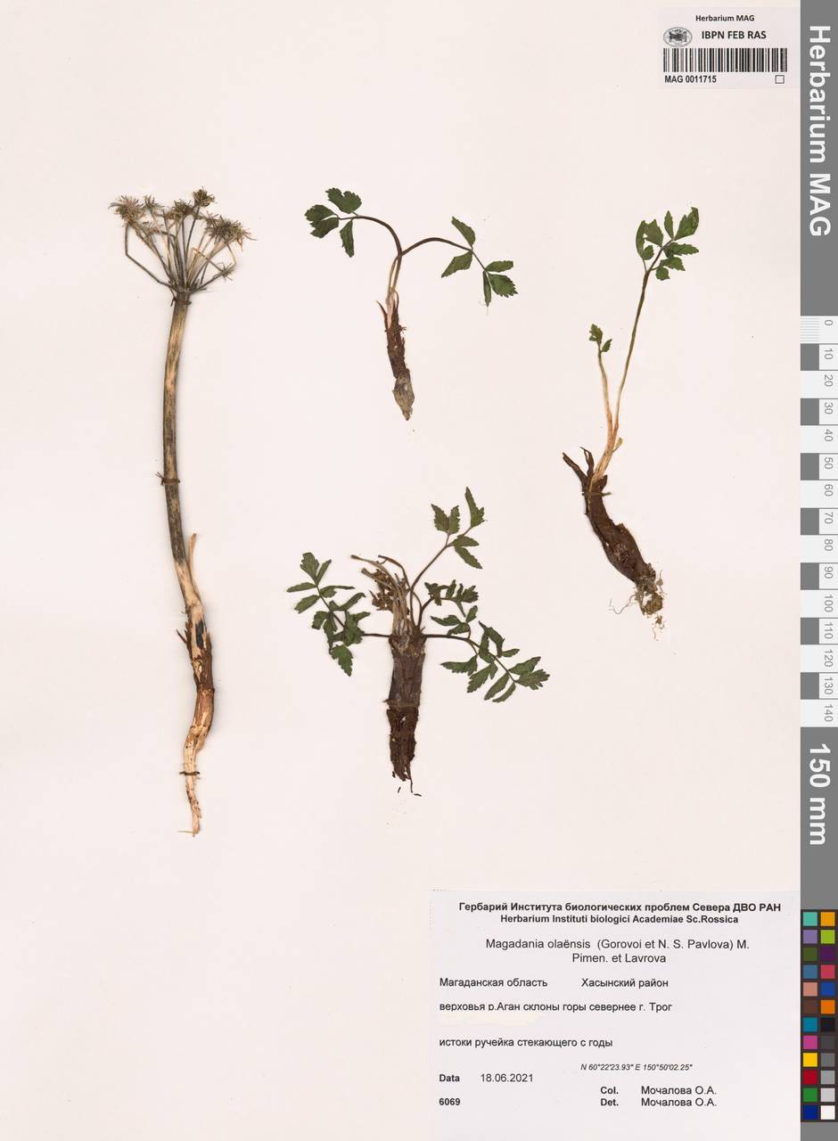 Магадания ольская (Gorovoj & N. S. Pavlova) Pimenov & Lavrova, Сибирь, Чукотка и Камчатка (S7) (Россия)