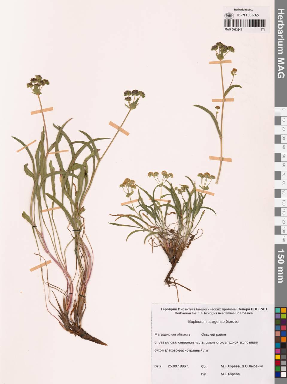 Володушка атарганская Gorovoj, Сибирь, Чукотка и Камчатка (S7) (Россия)