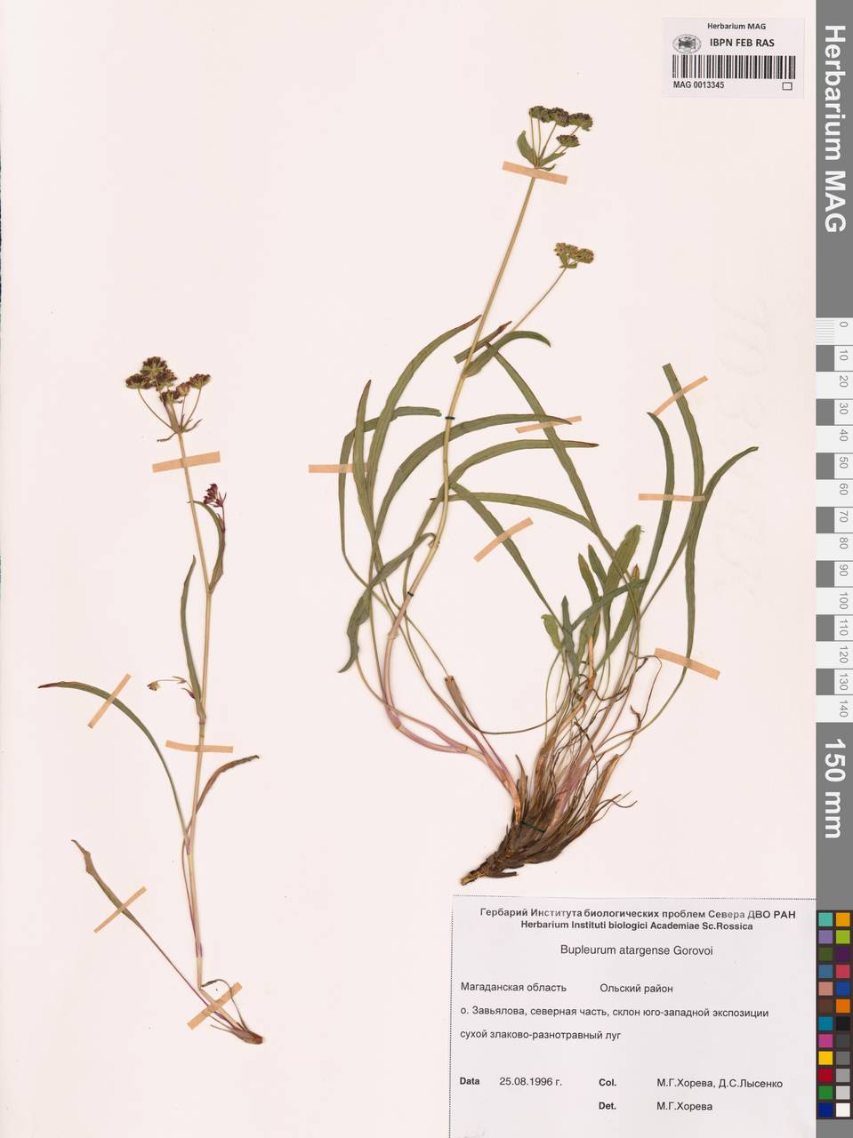 Володушка атарганская Gorovoj, Сибирь, Чукотка и Камчатка (S7) (Россия)