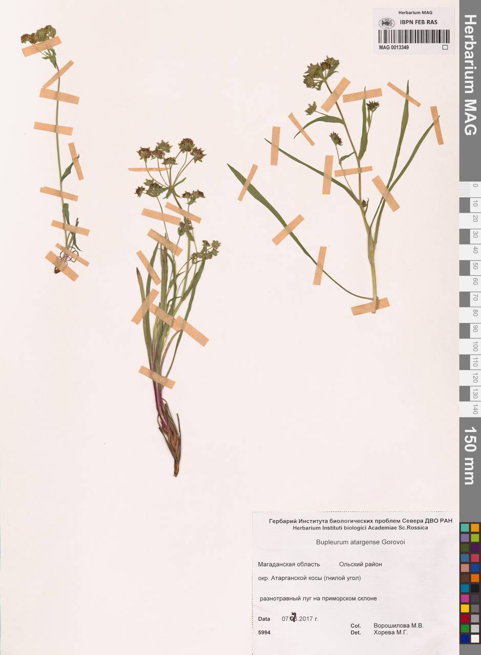 Володушка атарганская Gorovoj, Сибирь, Чукотка и Камчатка (S7) (Россия)