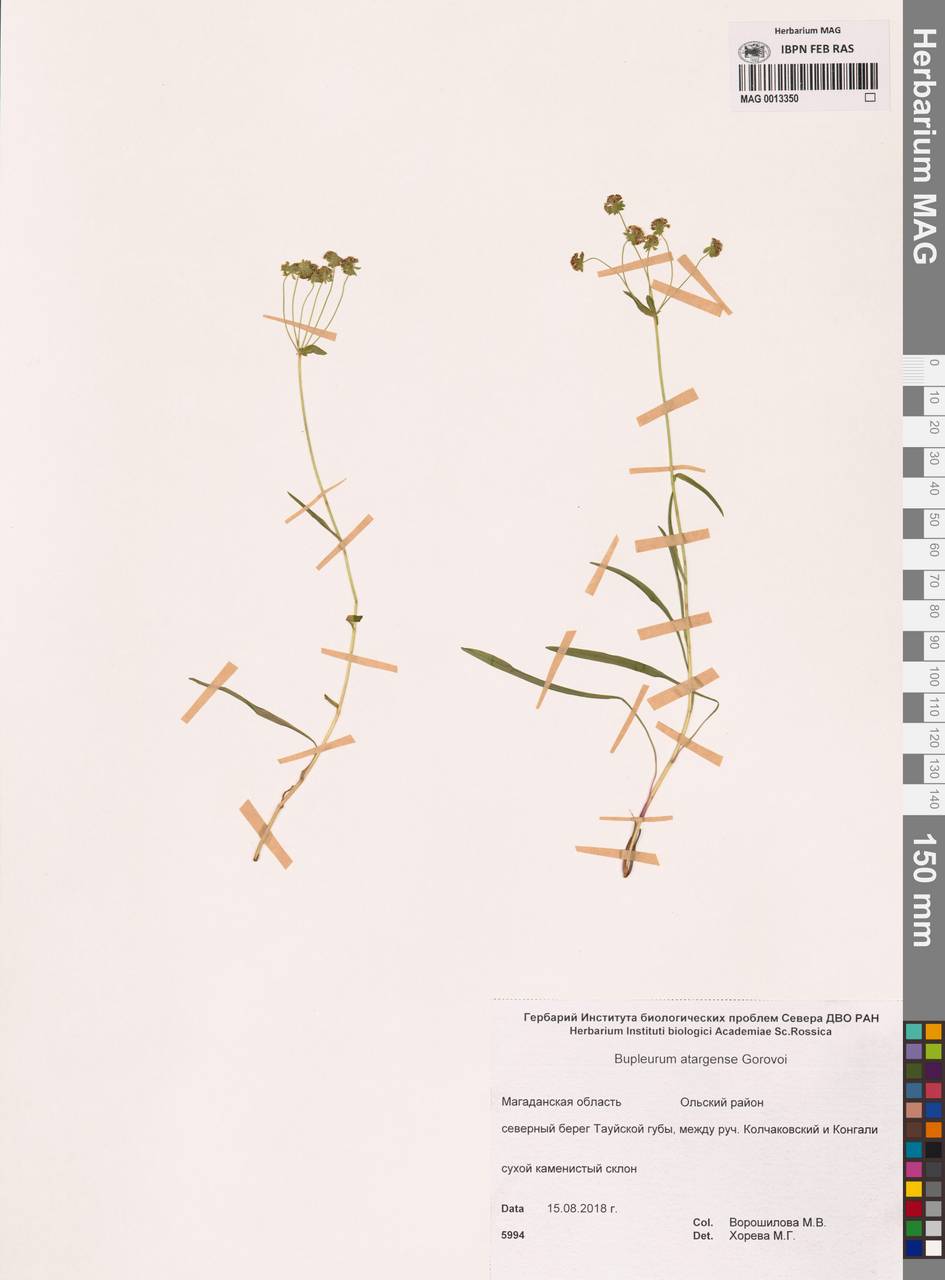 Володушка атарганская Gorovoj, Сибирь, Чукотка и Камчатка (S7) (Россия)