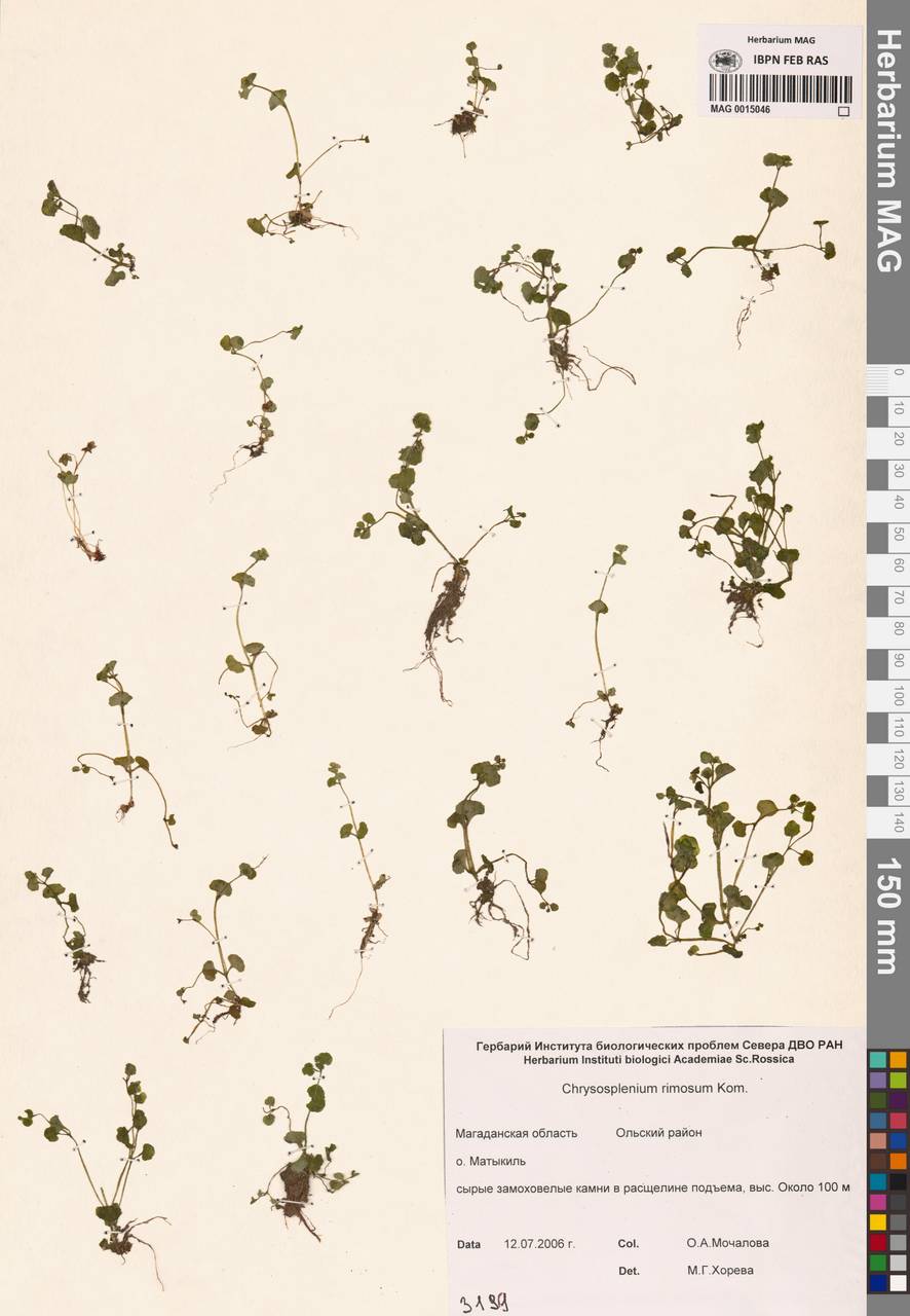 Селезеночник щелистый Kom., Сибирь, Чукотка и Камчатка (S7) (Россия)