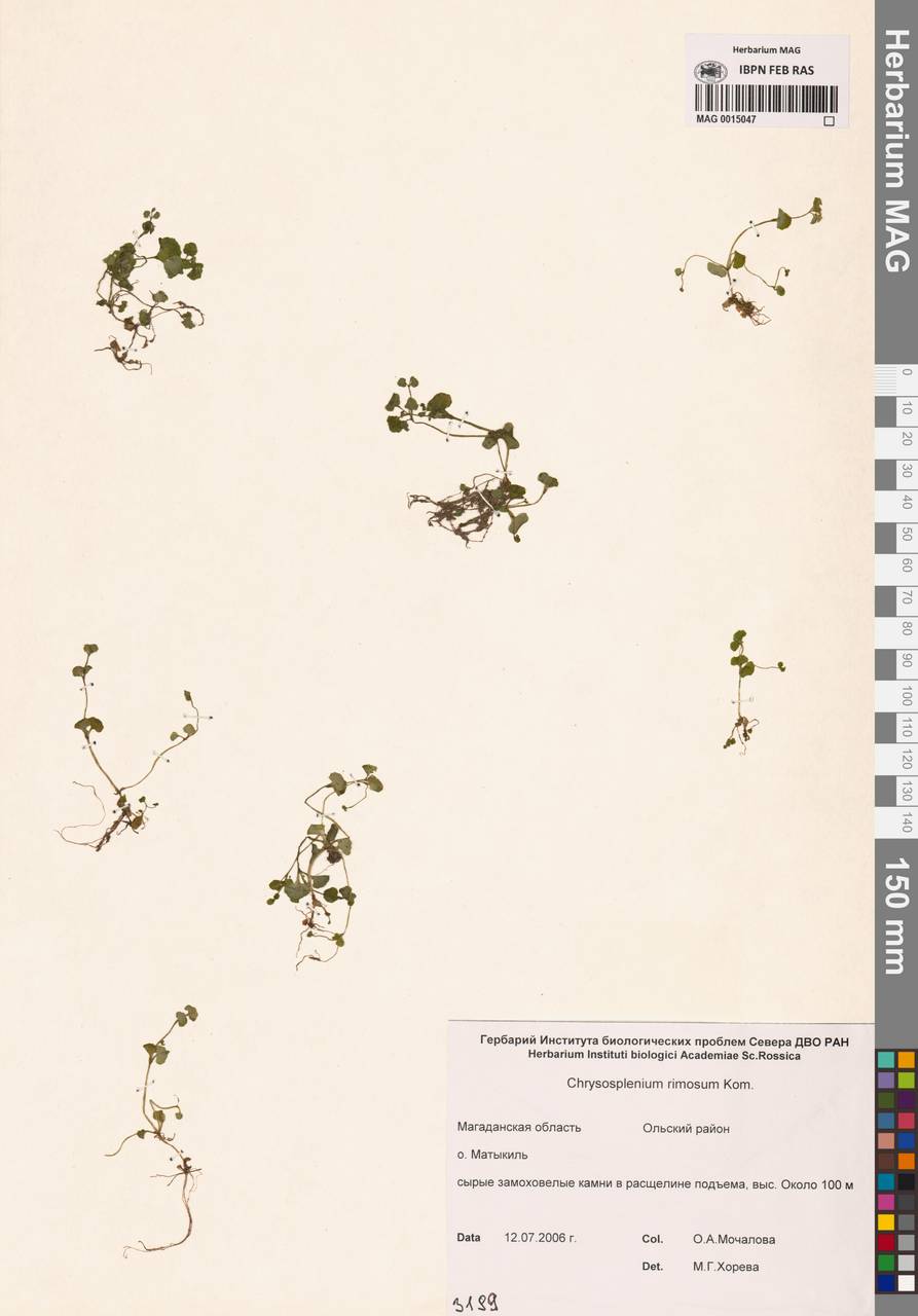 Селезеночник щелистый Kom., Сибирь, Чукотка и Камчатка (S7) (Россия)