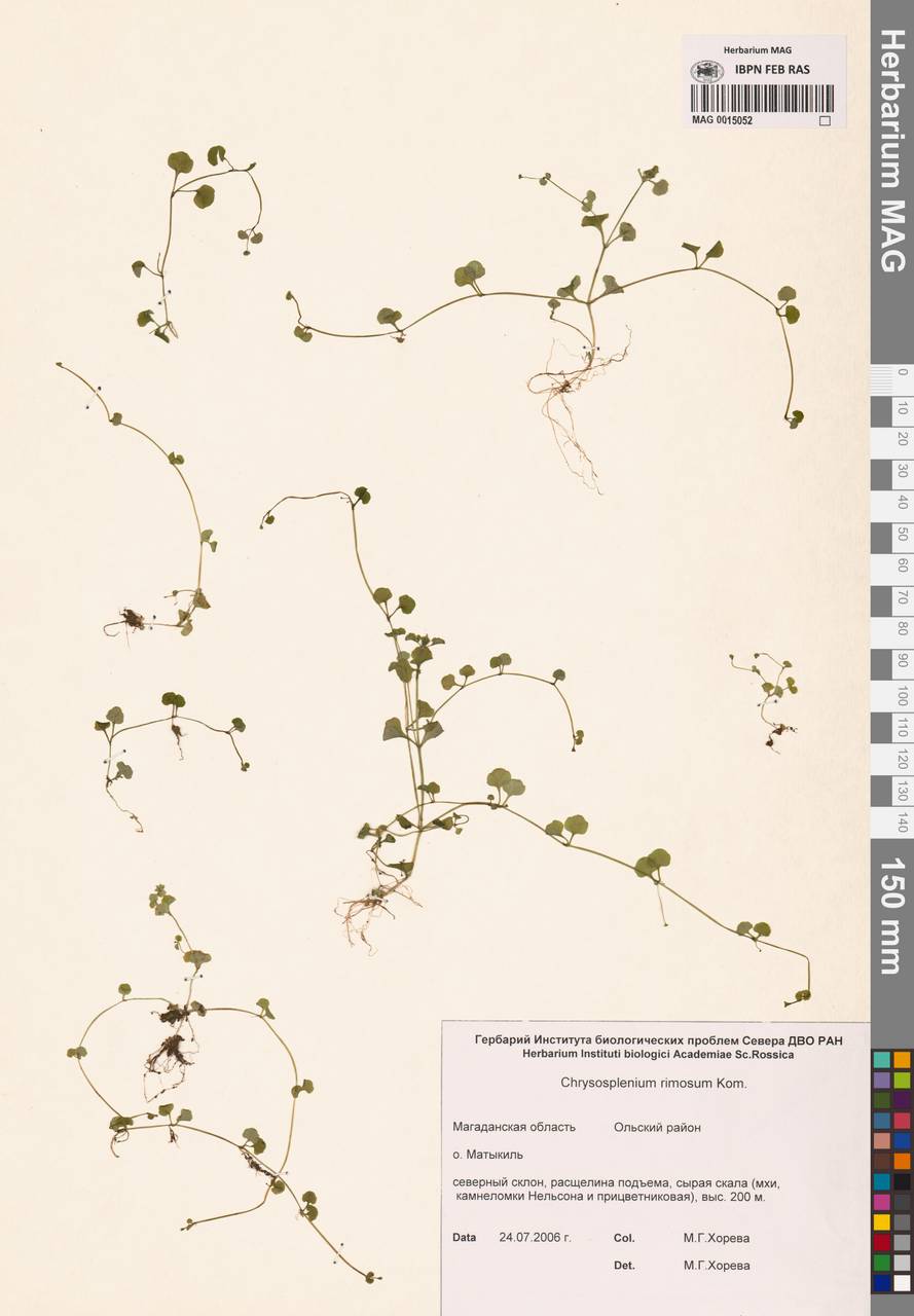 Селезеночник щелистый Kom., Сибирь, Чукотка и Камчатка (S7) (Россия)