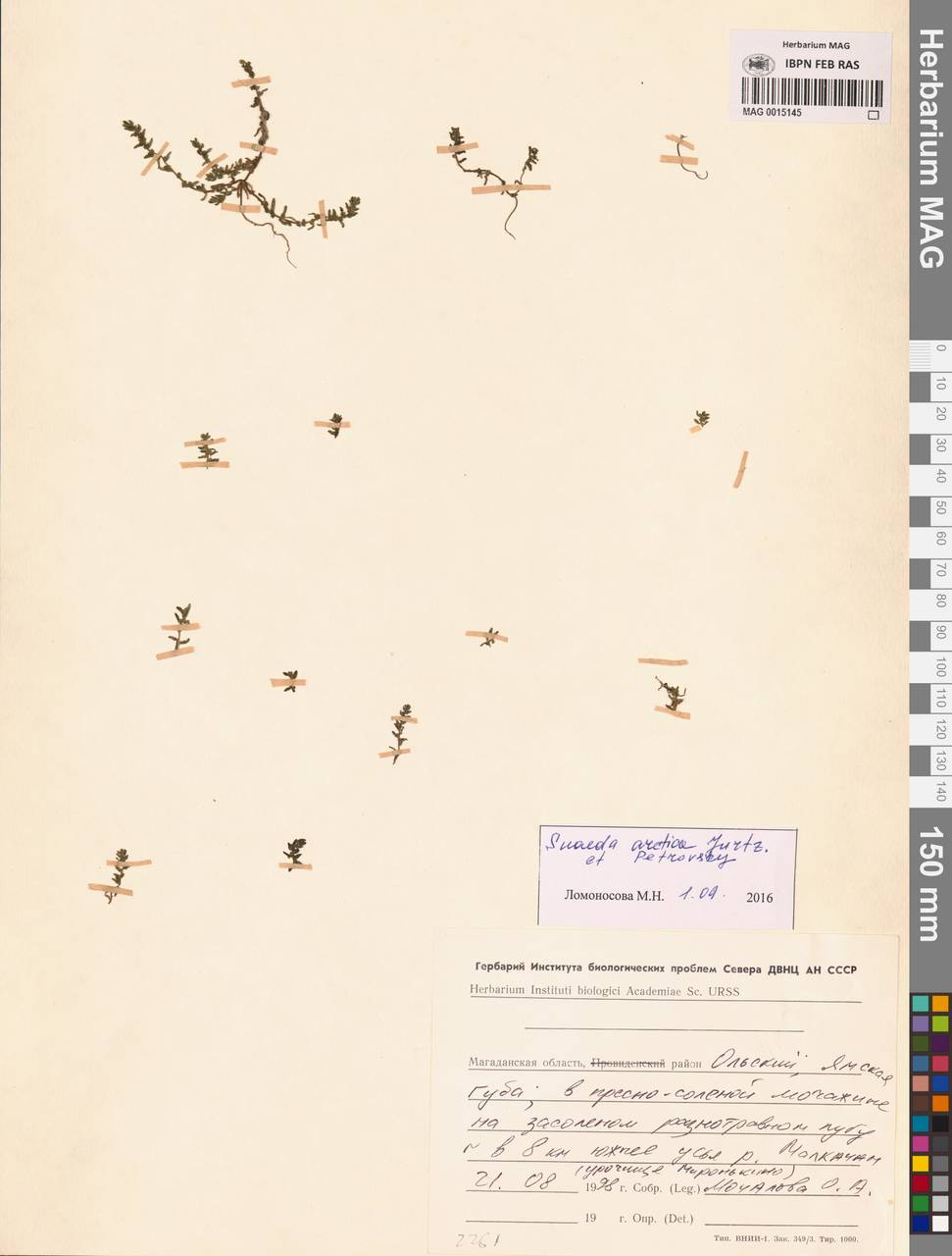 Suaeda arctica Jurtzev & V. V. Petrovsky, Сибирь, Чукотка и Камчатка (S7) (Россия)