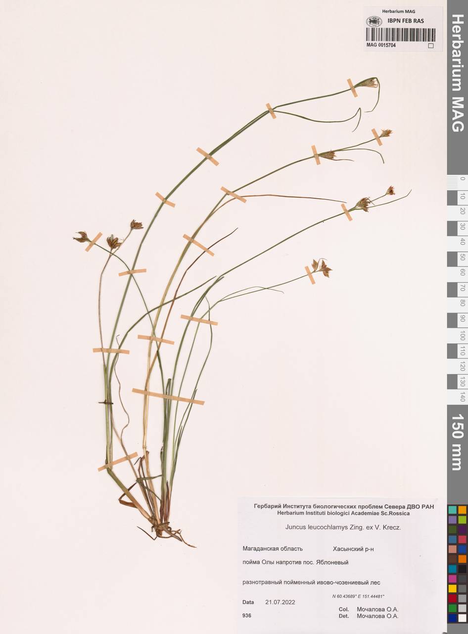 Juncus castaneus subsp. leucochlamys (W.J.Zinger ex V.I.Krecz.) Hultén, Сибирь, Чукотка и Камчатка (S7) (Россия)